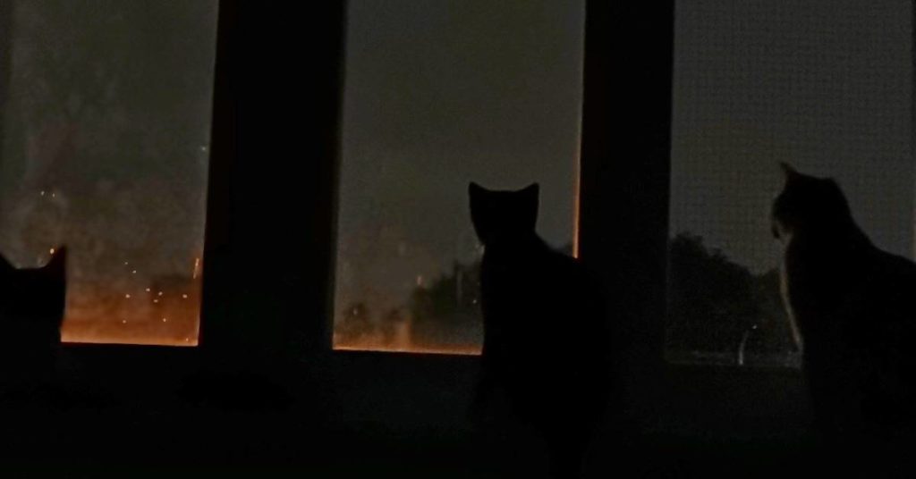Trzy koty wyglądają przez okno w nocy.