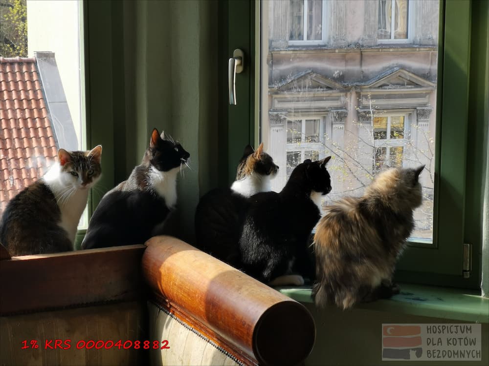Pięć kotów siedzi na parapecie: cztery wpatrują się w okno, jeden w obiektyw.