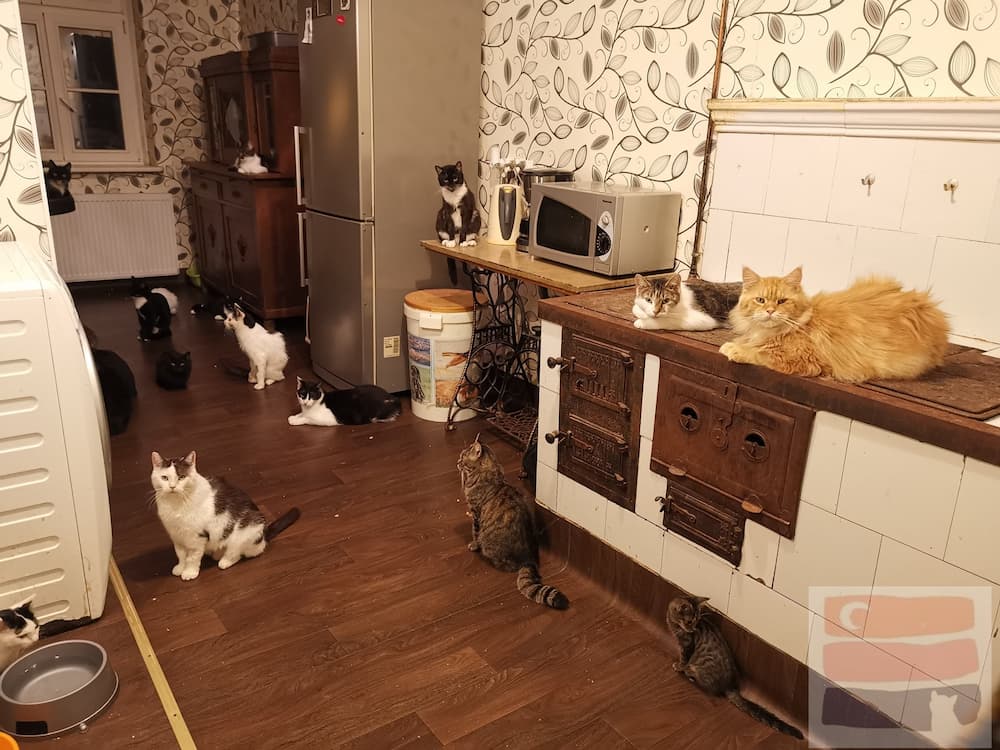 Koty siedzą w kuchni Kociego Hospicjum na stole, na piecu i na podłodze i czekają na kolację.
