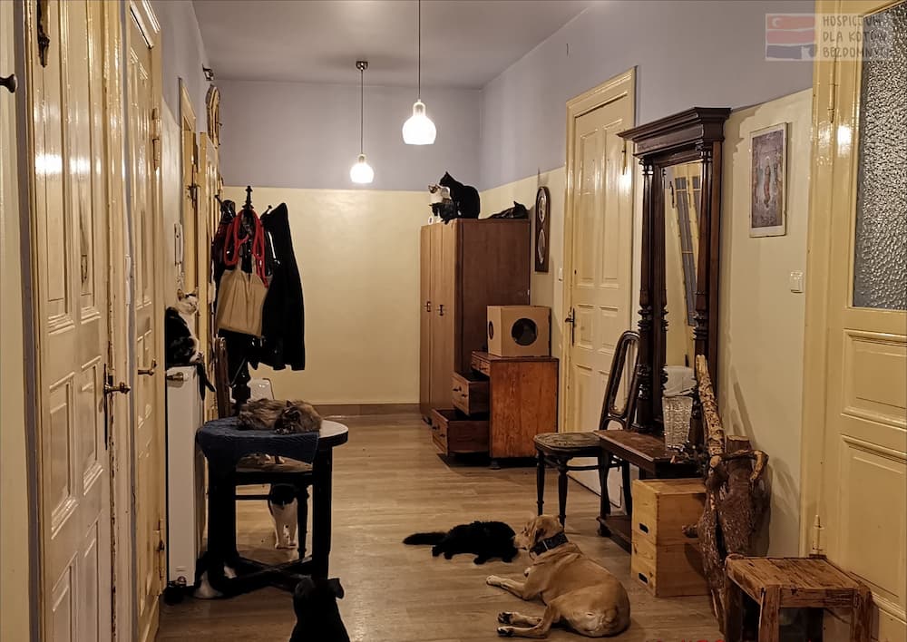 Zwierzęta w korytarzu w Kocim Hospicjum: cztery koty siedzą na szafie, jeden na kaloryferze, jeden kot na stoliku, dwa koty i pies na podłodze.