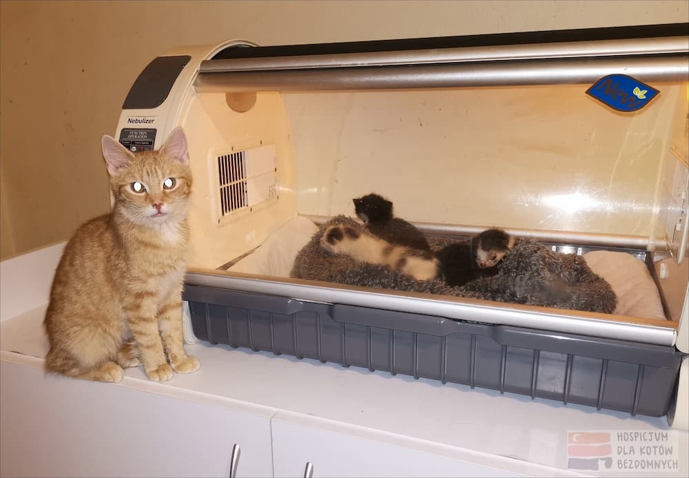 Trzy małe koty leżą na kocyku w inkubatorze, dorosły kot siedzi obok inkubatora.
