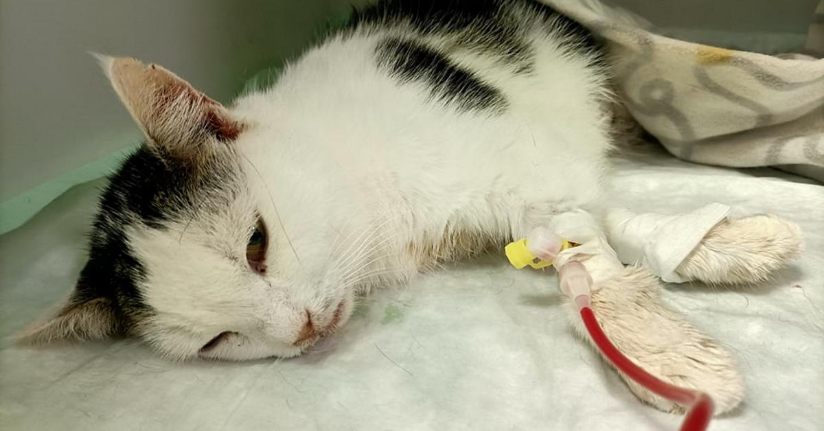 Biała z szarymi plamkami na futrze kota leży na podkładzie higneinicznym podczas zabiegu transfuzji krwi