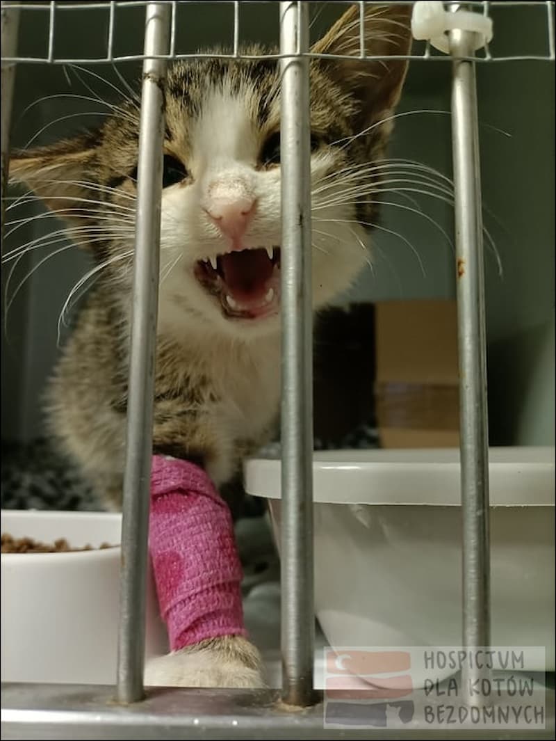 Młoda buro-biała kotka za kratami boksu w lecznicy weterynaryjnej