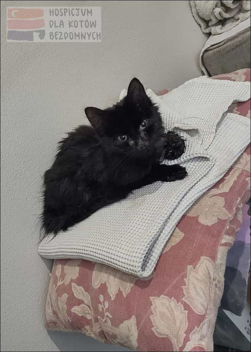 Mała czarna kotka leży na poduszce i kocyku.