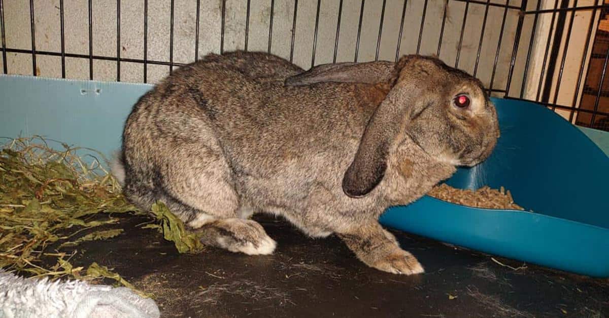 Szar0-ciemny królik stoi w klatce kennelowej