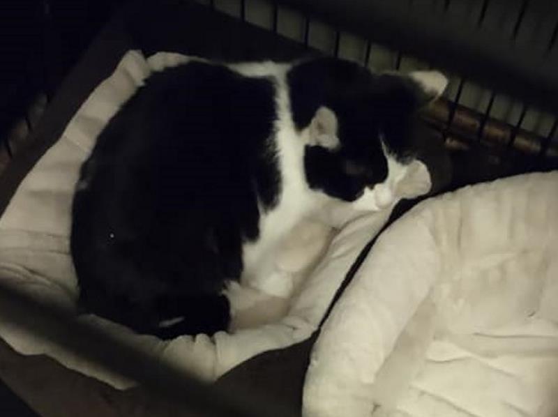 Biało-czarny kot zwinięty w kłębek na beżowym legowisku